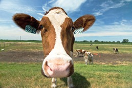 cow