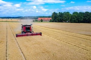 A combine driving through a field of wheat