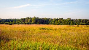 An open field edged by forest, sitting beneath a clear blue sky