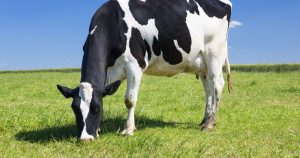 Cow eating grass