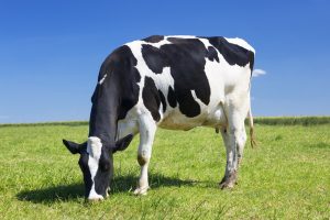 Cow eating grass