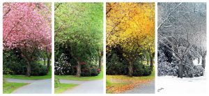 Trees representing changing seasons.