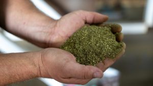 Close-up of animal feed.